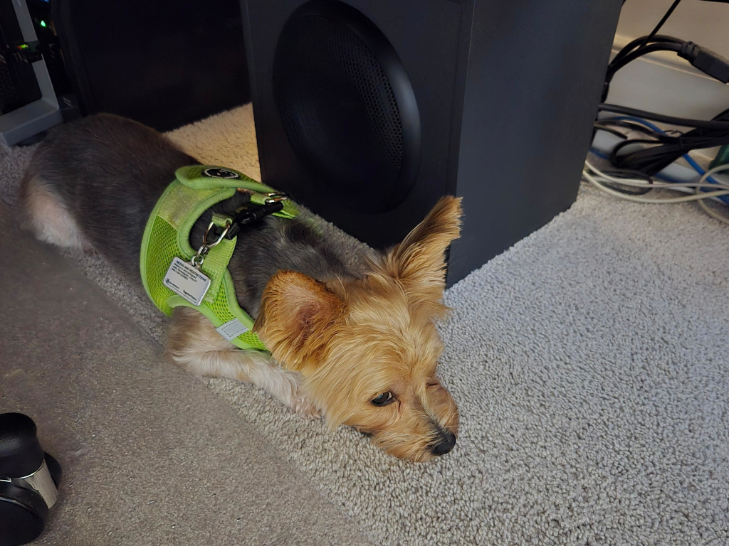 Wesley Kamichoff: images/dsf98hddd.jpg